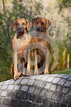 Rhodesian Ridgeback Females