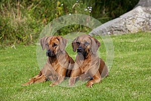 Rhodesian Ridgeback Females