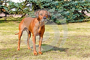 Rhodesian Ridgeback full face.