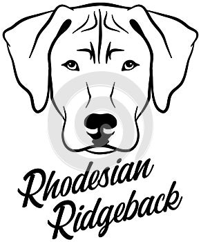 Rhodesian Ridgeback head