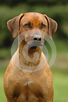 Rhodesian ridgeback head