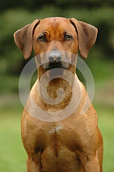Rhodesian ridgeback head