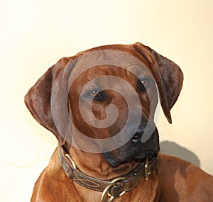 Rhodesian Ridgeback head