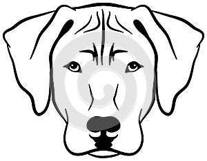 Rhodesian Ridgeback head