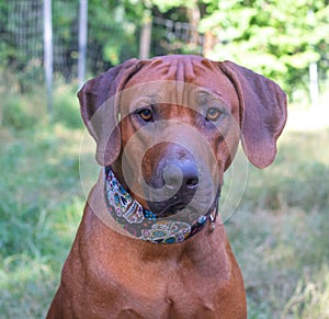 Rhodesian ridgeback head shot with catrina collar