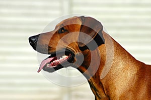 Rhodesian Ridgeback hound dog