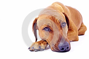 Rhodesian Ridgeback hound lying