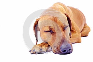 Rhodesian Ridgeback hound sleeping