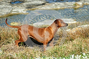 Rhodesian Ridgeback hunting dog