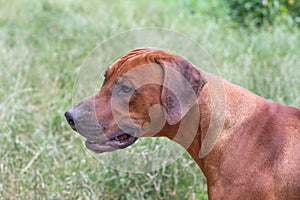 Rhodesian ridgeback the hunting dog of south africa