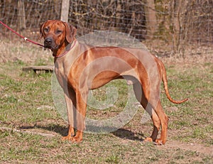 Rhodesian ridgeback the hunting dog of south africa on a leash while dog training