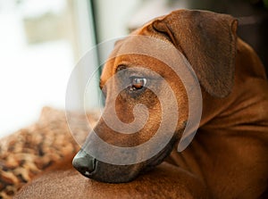 Rhodesian Ridgeback I - hunting dog - LionÂ´s dog