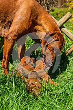 Rhodesian Ridgeback licking her puppies