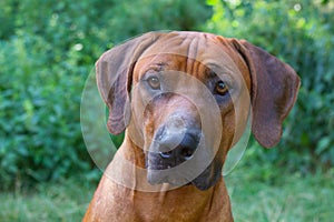 Rhodesian ridgeback the liondog of south africa a special breed
