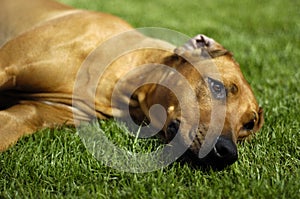 Rhodesian ridgeback lying