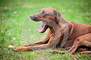 Rhodesian ridgeback lying in the grass and yawning