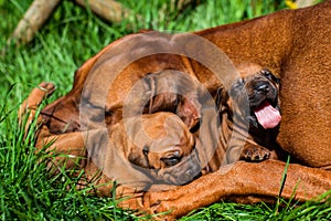 Rhodesian Ridgeback lying with her puppies on grass