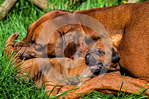 Rhodesian Ridgeback lying with her puppies on grass