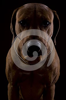 Rhodesian ridgeback male dog, lowkey headshoot