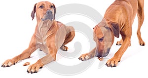 Rhodesian ridgeback male dog, obiedent