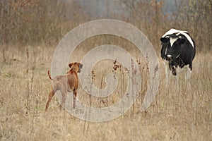 Rhodesian Ridgeback meets a cow