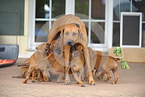 Rhodesian Ridgeback Mum and Puppies