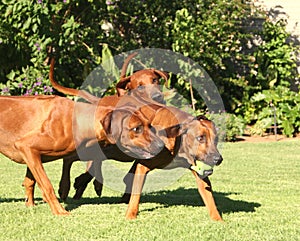 Rhodesian Ridgeback pack
