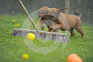 Rhodesian Ridgeback playing puppies