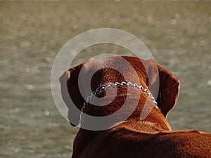 Rhodesian ridgeback by playing in the river Isar near Vorderriss