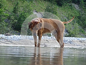 Rhodesian ridgeback by playing in the river Isar near VorderriÃŸ