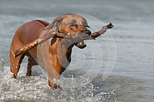 Rhodesian Ridgeback playing in the water