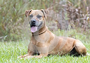 Rhodesian Ridgeback Pointer Cur mix breed dog laying down outside in the grass