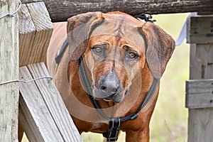 Rhodesian Ridgeback portrait