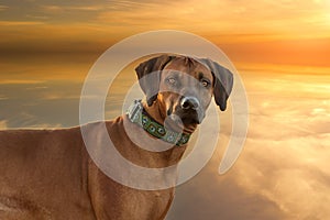 Rhodesian Ridgeback - Portrait of the head of a large brown dog. In the background is a dramatic sunset sky
