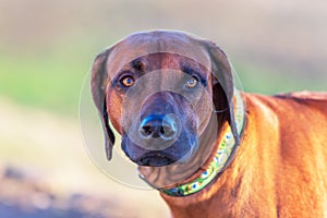 Rhodesian Ridgeback - Portrait of the head of a large brown dog from the front view