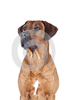Rhodesian Ridgeback portrait