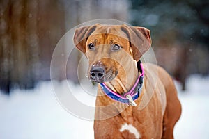 Rhodesian Ridgeback portrait on winter background