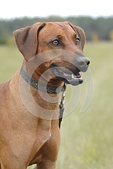 Rhodesian Ridgeback profile