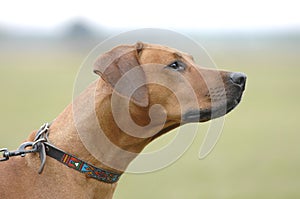 Rhodesian Ridgeback profile