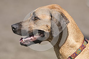 Rhodesian Ridgeback Profile