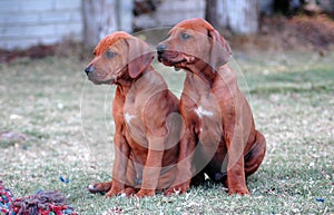 Rhodesian Ridgeback puppies