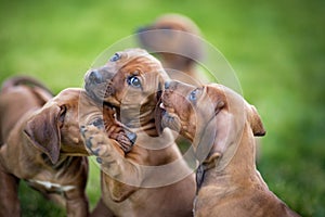 Rhodesian ridgeback puppies