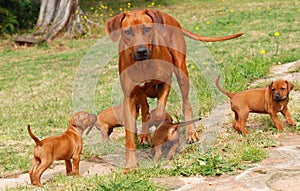 Rhodesian Ridgeback with puppies