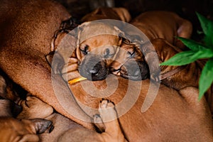 Rhodesian Ridgeback puppies napping with mother