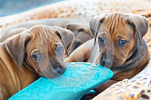 Rhodesian Ridgeback puppies playing