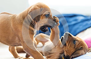 Rhodesian Ridgeback puppies playing photo