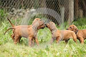 Rhodesian ridgeback puppies playing