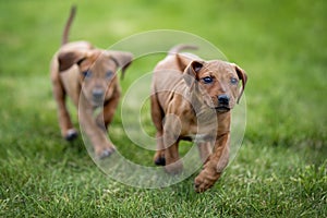 Rhodesian ridgeback puppies playing outdoors