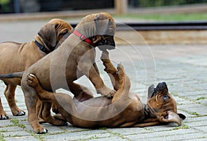 Rhodesian Ridgeback puppies playing together, four weeks of age