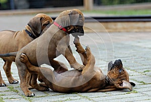 Rhodesian Ridgeback puppies playing together, four weeks of age photo